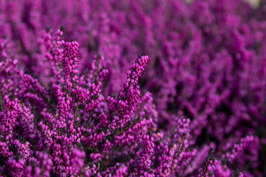 A full frame photograph of vibrant purple heather