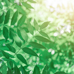Fototapeta na wymiar green tree leaves in the nature in springtime
