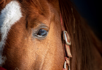 Beautiful bay horse, close up portrait