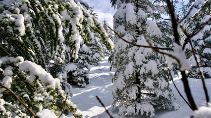 Pine forest, winter season. Snowy forest in sunny day. Winter landscapes. Blue sky, white snow and green pine forest.