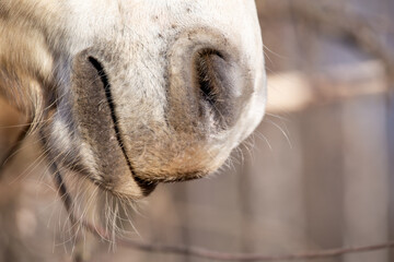 The muzzle of abiały horse, nose, which eats dry harvested hay on a sunny day. Feeding livestock. Agricultural industry. Banner, background