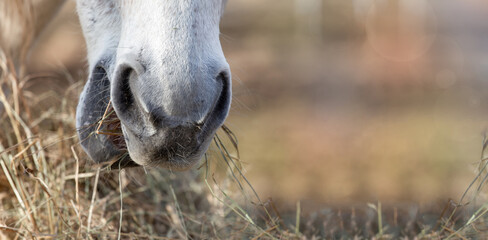The muzzle of abiały horse, nose, which eats dry harvested hay on a sunny day. Feeding livestock. Agricultural industry. Banner, background © Ella