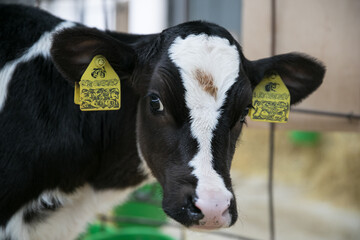 Young calves of both sexes under the age of one year. Young individuals belong to artiodactyls..The...