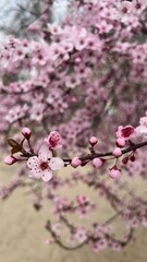 Flores de almendro