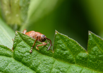nut weevil (Curculio nucum) in high detail © Petr