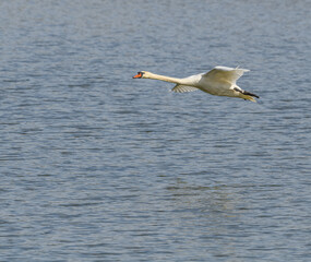 white swan in flight over water
