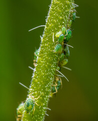 green aphids on plant stem