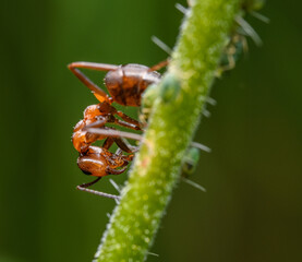 ant taking care of aphids detail