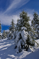 Pine forest, winter season. Snowy forest in sunny day. Winter landscapes. Blue sky, white snow and green pine forest.
