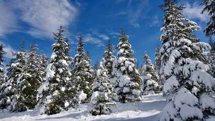 Pine forest, winter season. Snowy forest in sunny day. Winter landscapes. Blue sky, white snow and green pine forest.