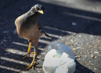 Zwierzęta © Sagittarius