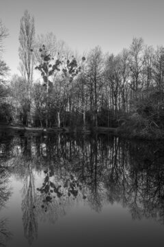 Reflections of trees in water black and white photography