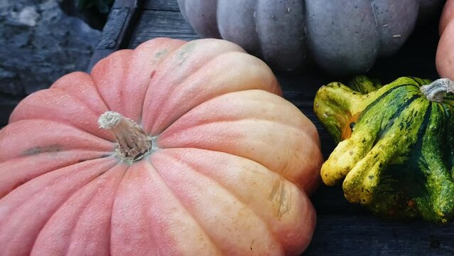 Pumpkins