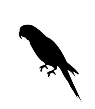 Isolated silhouette of a parrot. Black bird element on a white background. Vector illustration.