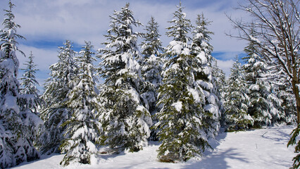Pine forest, winter season. Snowy forest in sunny day. Winter landscapes. Blue sky, white snow and green pine forest.