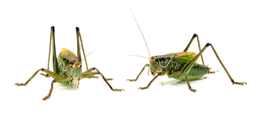 Macro image of a grasshopper isolated on white background 