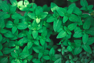 decoration of plant and flower in cafe garden or home outdoor, nature green plant decorate to feeling of cozy comfortable in summer and environmental concept