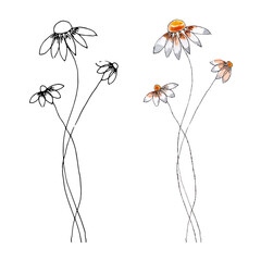 Hand drawn wild flowers. Field flower. Watercolor and liner