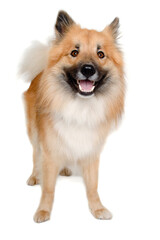 Fototapeta na wymiar Happy Eurasier dog on a clean white background