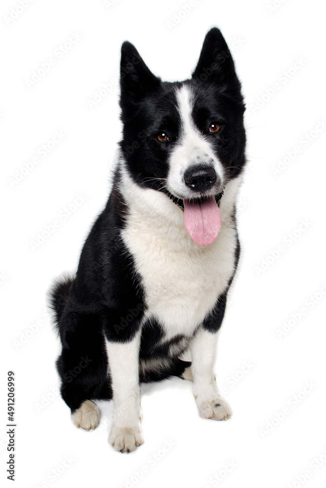 Wall mural Happy karelian bear dog sitting on a clean white background