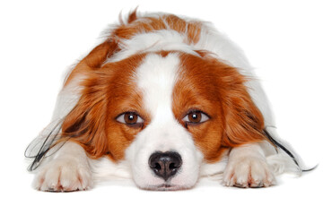 Fototapeta premium therianthrope Kooiker with human eyes