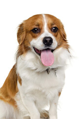 Happy Kooiker dog sitting on a clean white background.