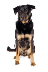 Sad dog sitting on a clean white background