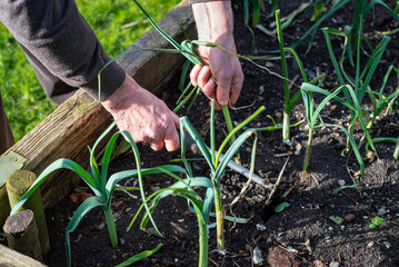 Elderly man uses hand held rake weeder to pull up ripe scallions from home made organic vegetable garden planter.