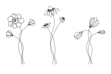 Hand drawn set of wild flowers. Field flowers. Liner