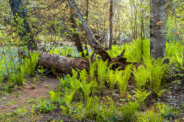 Peaceful riverside springtime walk in rural Prince Edward Island, Canada.