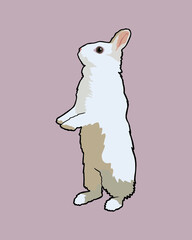 Cute white rabbit standing on hind legs - pink background