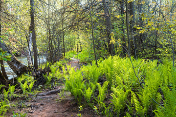 Fototapeta na wymiar Peaceful riverside springtime walk in rural Prince Edward Island, Canada.