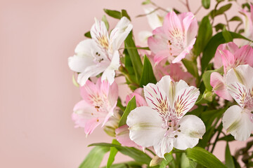 Naklejka na ściany i meble delicate spring flowers on a pink background