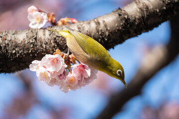 メジロと桜　春