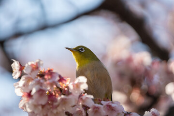 メジロと桜　春