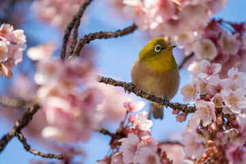 メジロと桜　春