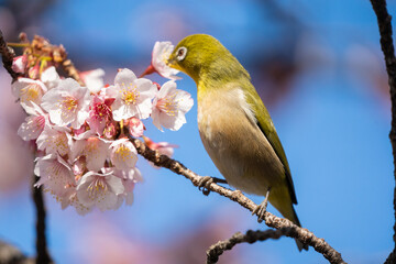 メジロと桜　春