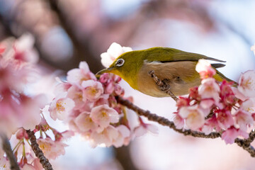 メジロと桜　春