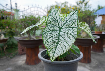 Colorful exotic Caladium plants . It is a highly popular (Caladium bicolor)