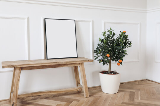 Elegant mockup scene. Tangerine, citrus calamondin fruit tree in flower pot. Blank black picture frame on old wooden bench, table. Wall moulding background, trim. Summer living room decor.