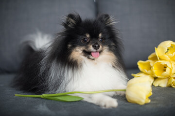 Beautiful spitz among yellow tulips. National dog day. Women's Day. World animal day