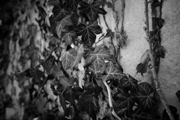 black and white texture