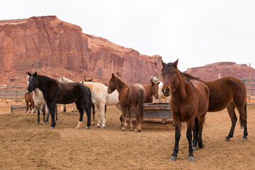 Selective focus view of herd of horses in their pen in the Monument Valley Navajo Tribal Park seen during an overcast winter afternoon, Arizona, USA