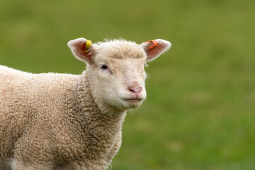 Naklejka na ściany i meble Cute closeup portrait of a young lamb in early Spring, UK