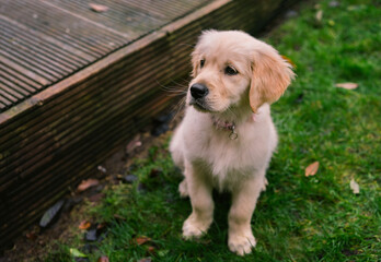 Young Golden Retriever puppy playing in the garden