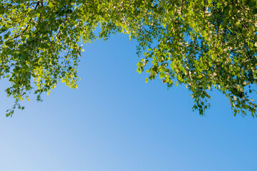 Bottom view of birch tree branches with thick green foliage against a blue sky on a sunny day