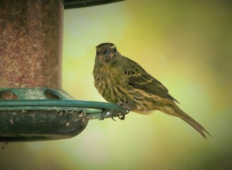 The Cape canary ( Serinus canicollis) on a feeding spot in a garden