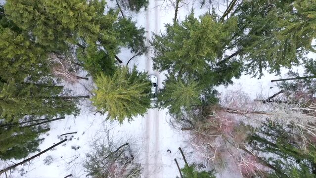 General view from the drone to the road with cars, around the forest and field in the snow, daylight in winter. Beautiful gray ford mustang rides through coniferous winter forest