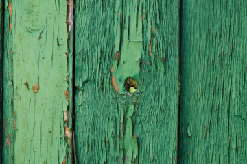 old wood fence background with cracked green paint