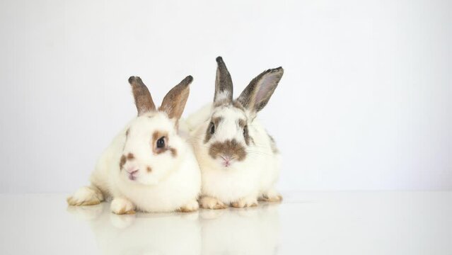 Two furry and fluffy cute white and red brown rabbit erect ears are sitting look in the camera, isolated on white background. Concept of rodent pet and easter.